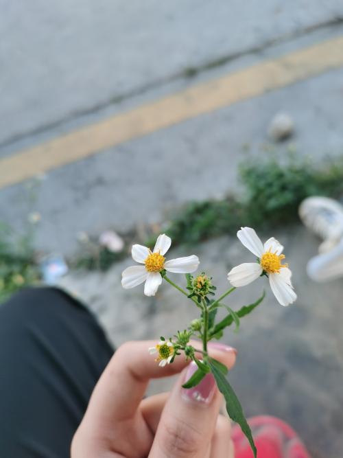 漳州泰强驾校,驾校学车,学车,泉州,晋江,小车培训,考驾照