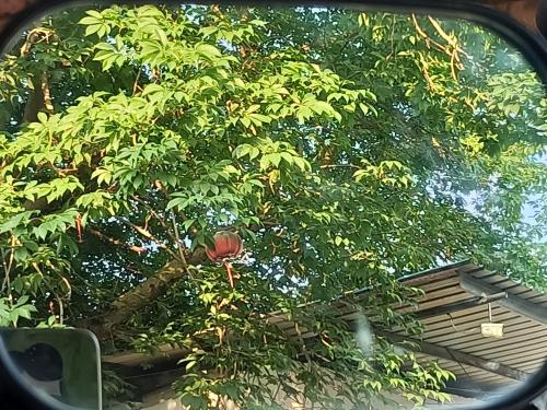 漳州泰强驾校,驾校学车,学车,泉州,晋江,小车培训,考驾照